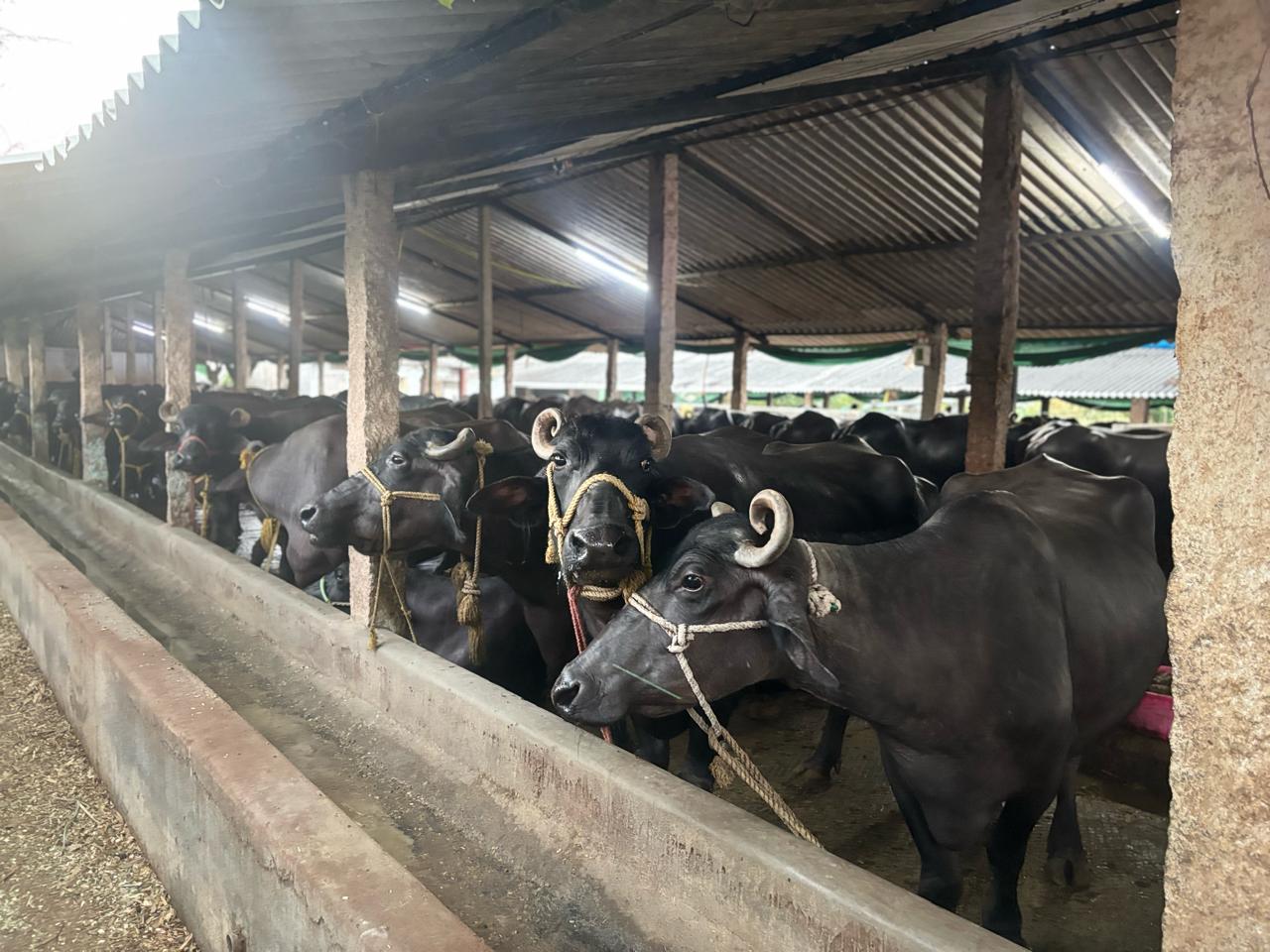 Sunrise over the NarvoMilk farm at Maheshwaram — the time when the day's milking begins.