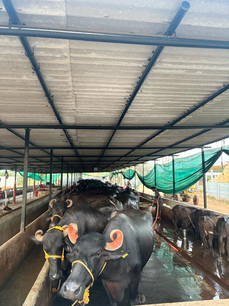 A NarvoMilk buffalo close-up — the cattle behind your daily glass.