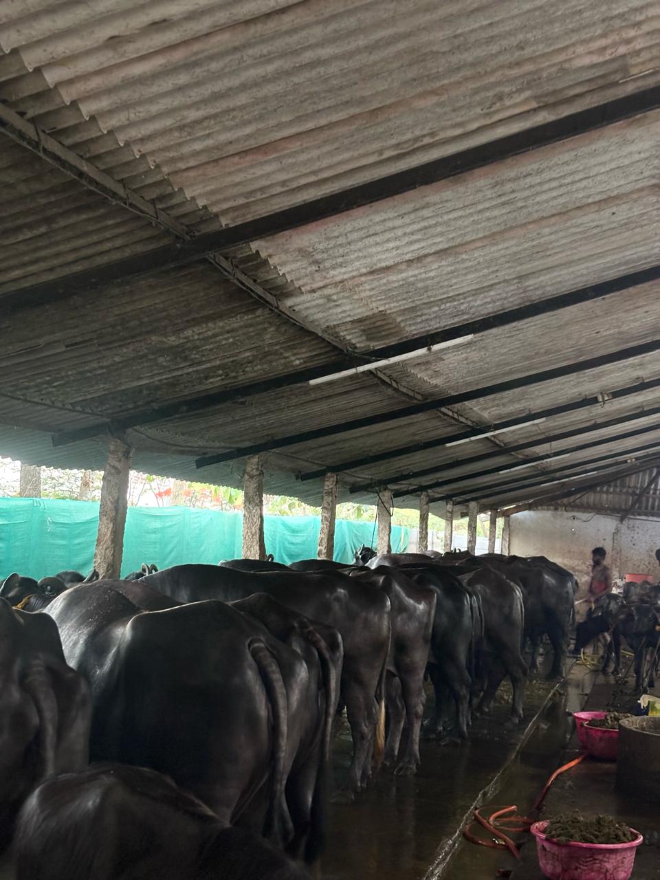 Side by side: a creamy bottle of buffalo milk and a lighter cow milk bottle.