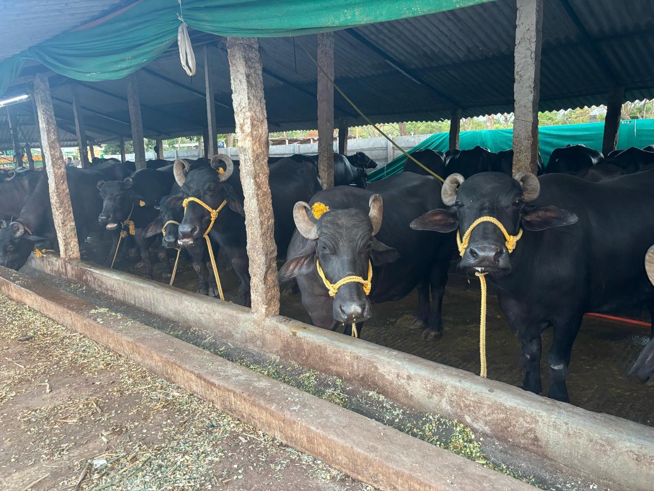 A long row of buffaloes under the NarvoMilk shelter — daily delivery you can count on.