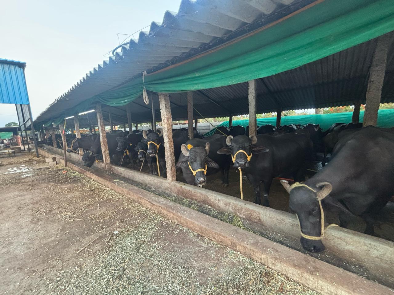 Wide view of the shed with the herd and young calves
