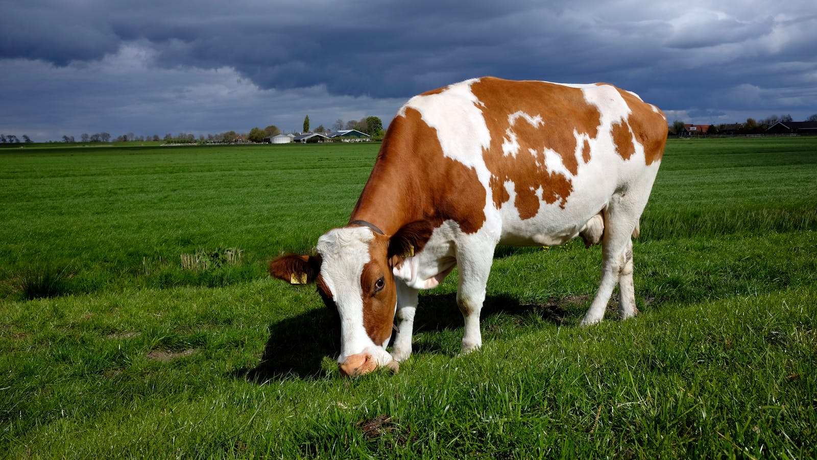 Fresh morning milking