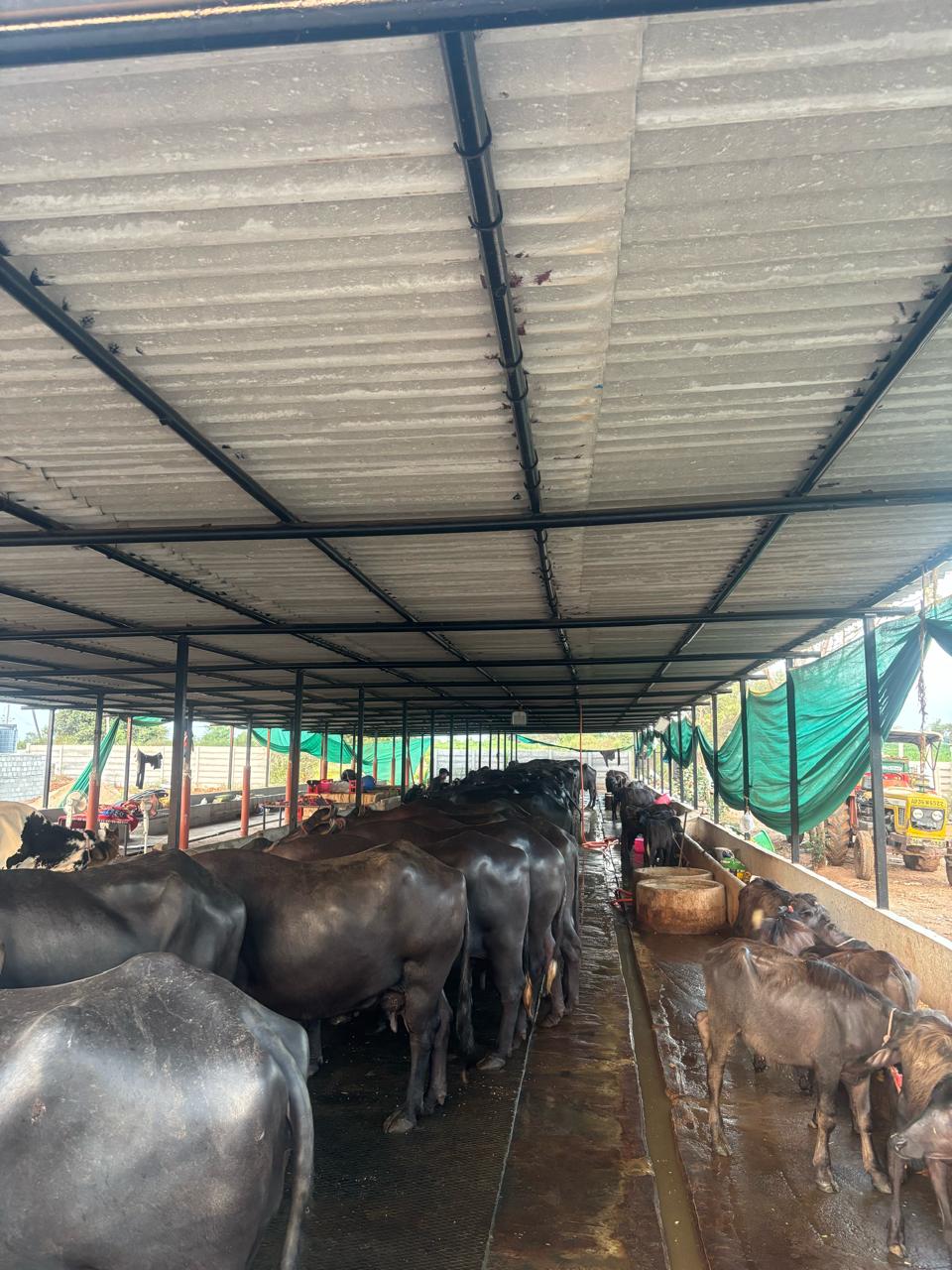Adithya Milk Dairy Farms — the home of NarvoMilk in Maheshwaram